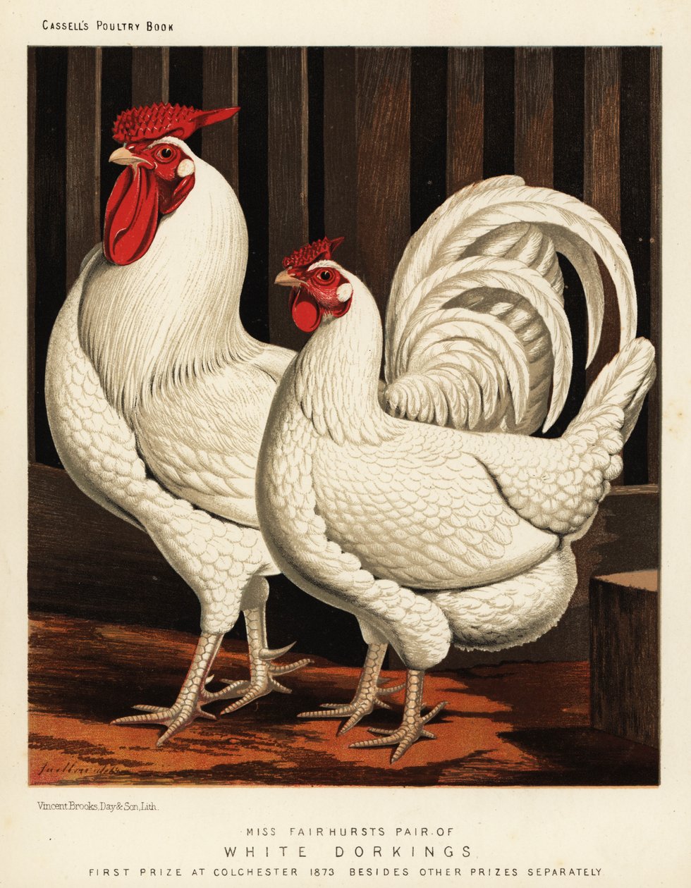 Beyaz Dorking tavuğu by J. W. (after) Ludlow