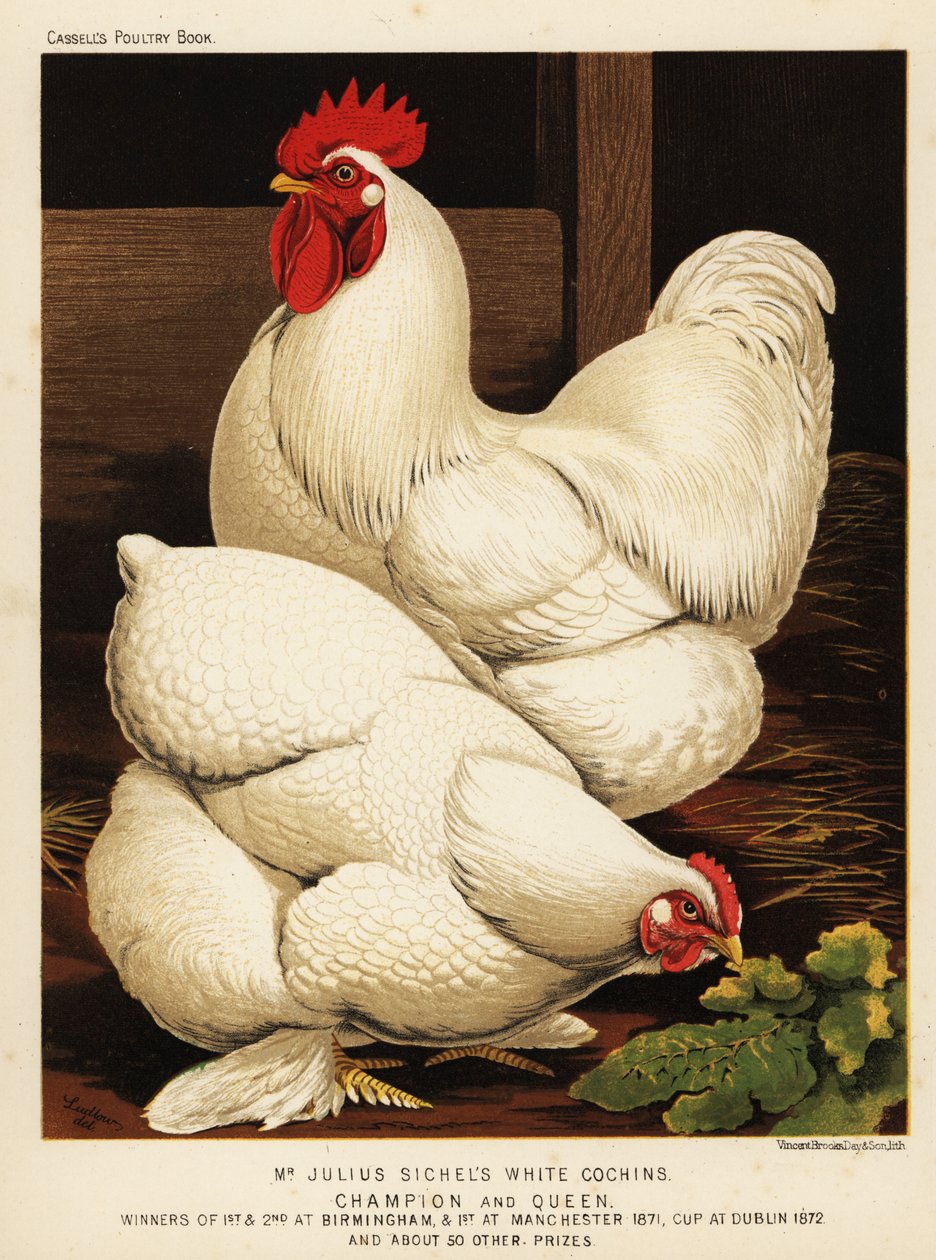 Beyaz cochin horoz ve tavuk by J. W. (after) Ludlow