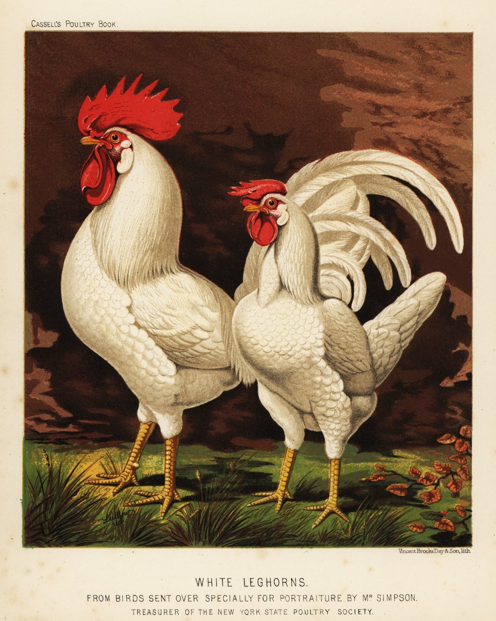 Beyaz leghorns veya Livorno horoz ve tavuk by J. W. (after) Ludlow