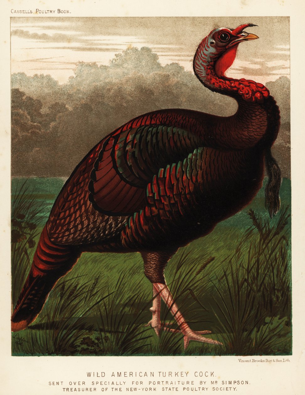 Vahşi Amerikan hindi horozu, Meleagris gallopavo by J. W. (after) Ludlow