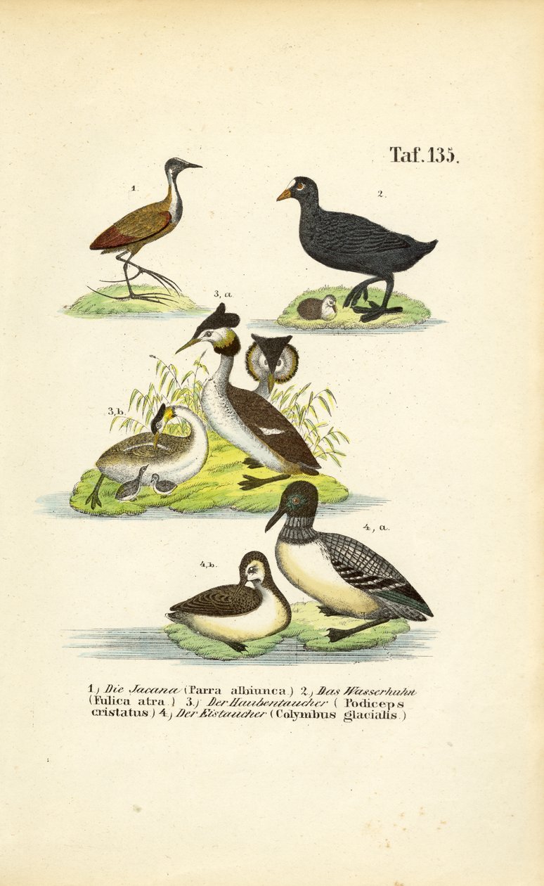 Jacana, Avrasya Sakarmekesi, Büyük Tepeli Batağan ve Bayağı Loon ile Su Kuşları by J. W. Tenhaeff