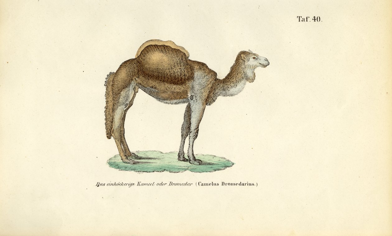 Arap Devesi veya Dromedary by J. W. Tenhaeff