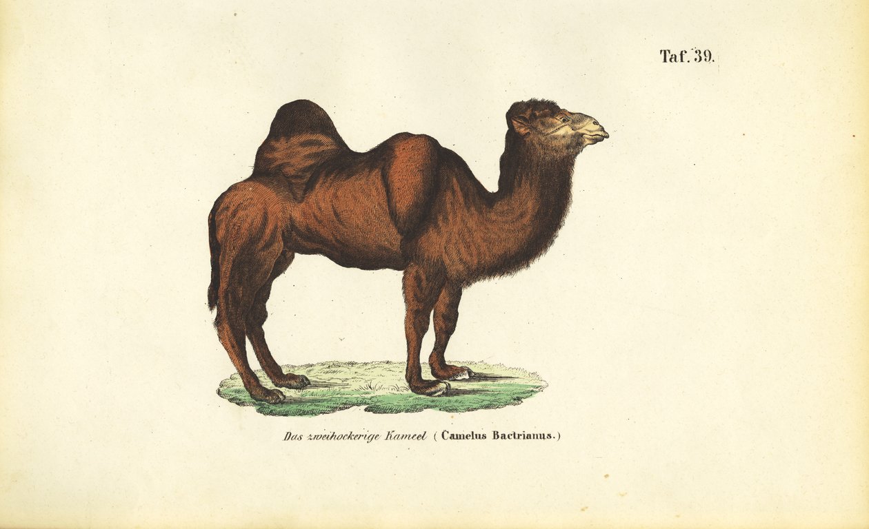 Bactrian Devesi by J. W. Tenhaeff