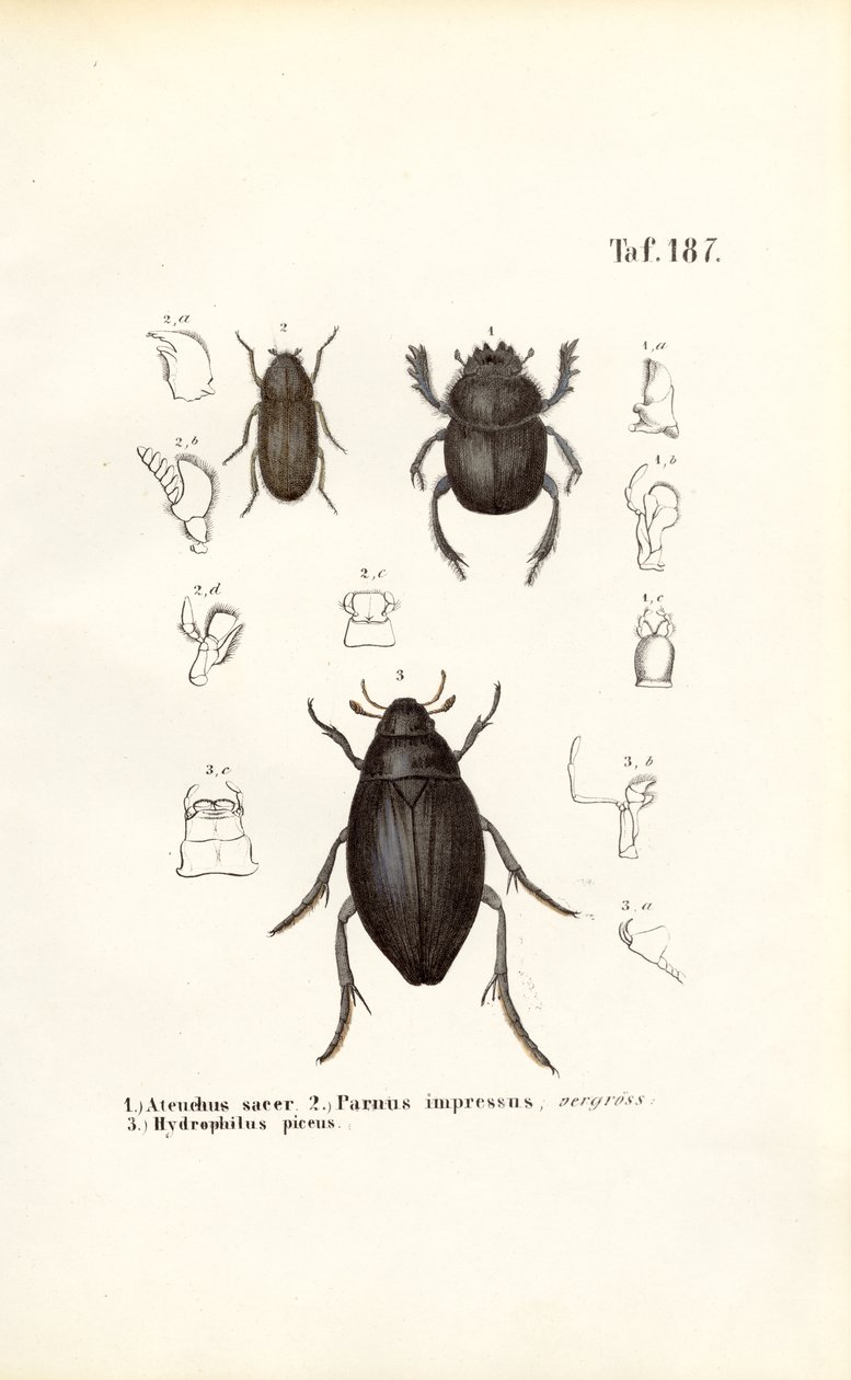 Scarabaeidae ve Hydrophilidae familyalarına ait böcekler ve anatomik detayları by J. W. Tenhaeff