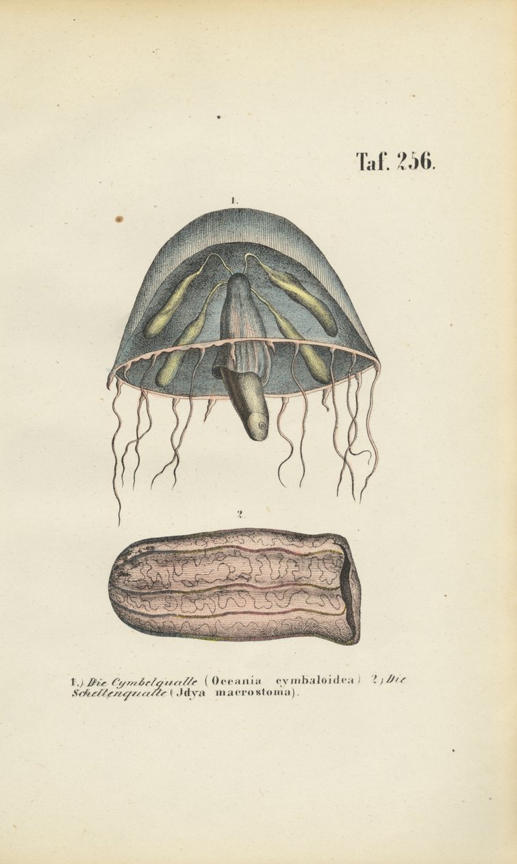  by J. W. Tenhaeff
