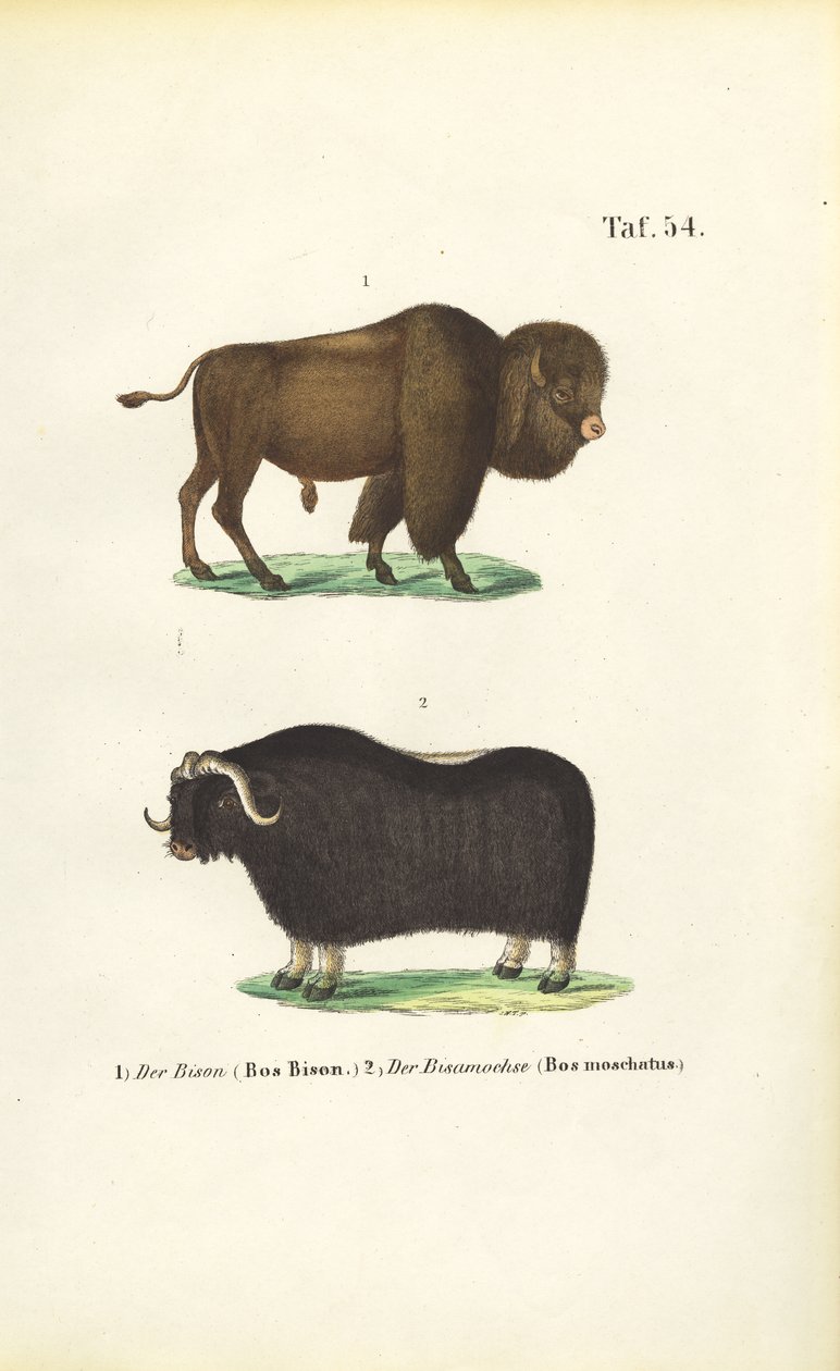 Bizon ve Muskox by J. W. Tenhaeff