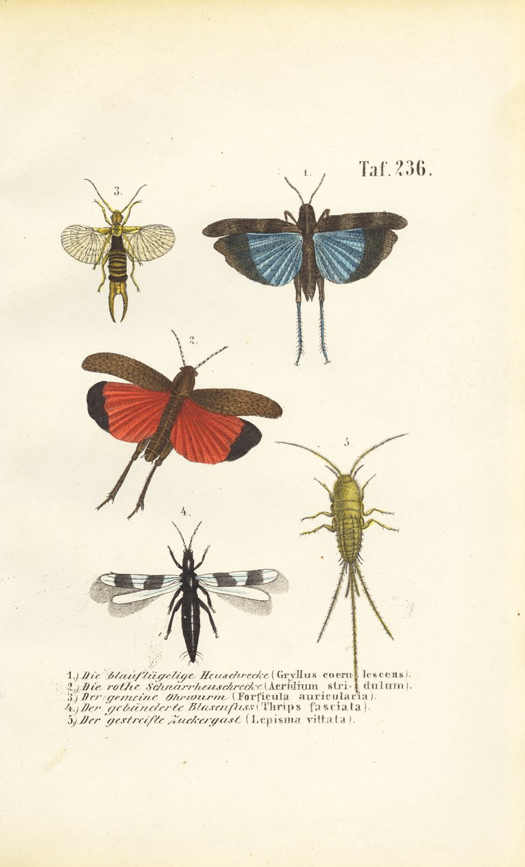 Mavi Kanatlı Çekirge, Kırmızı Kanatlı Çekirge ve diğer böcekler by J. W. Tenhaeff