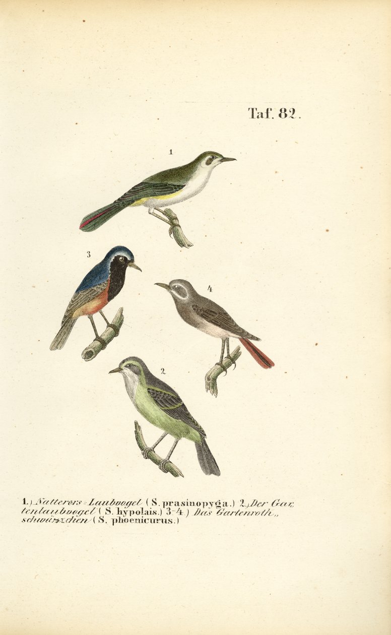 Bonelli Ötleğeni ve Kızılkuyruksallayan by J. W. Tenhaeff