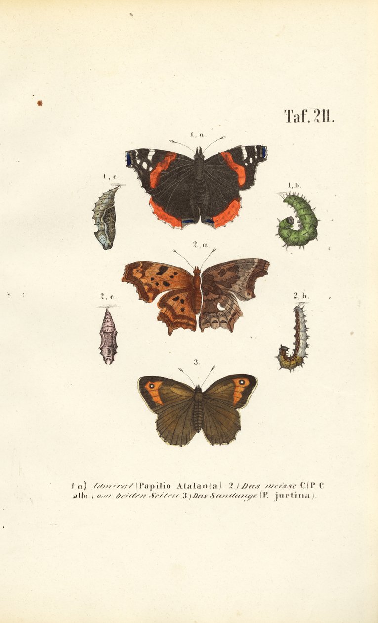 Kelebekler ve gelişim evreleri by J. W. Tenhaeff