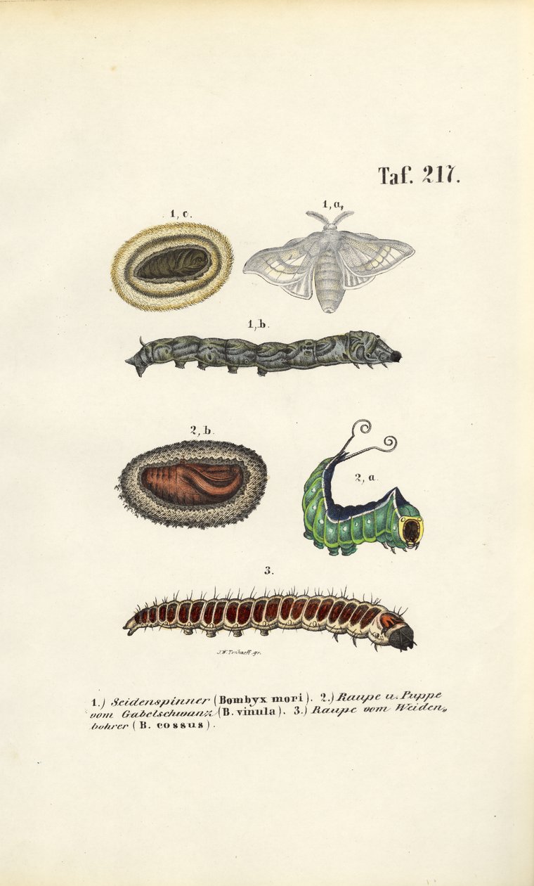  by J. W. Tenhaeff