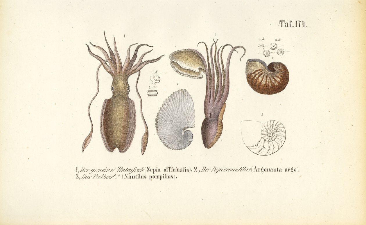  by J. W. Tenhaeff