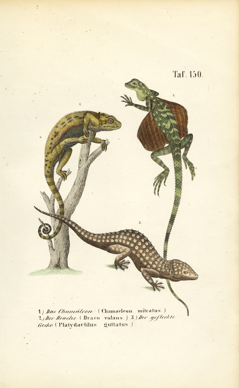 Bukalemun, Uçan Ejderha ve Tokay Gecko by J. W. Tenhaeff