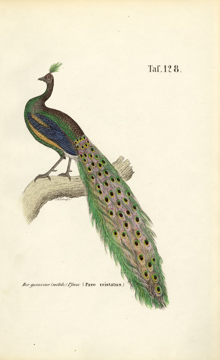  by J. W. Tenhaeff