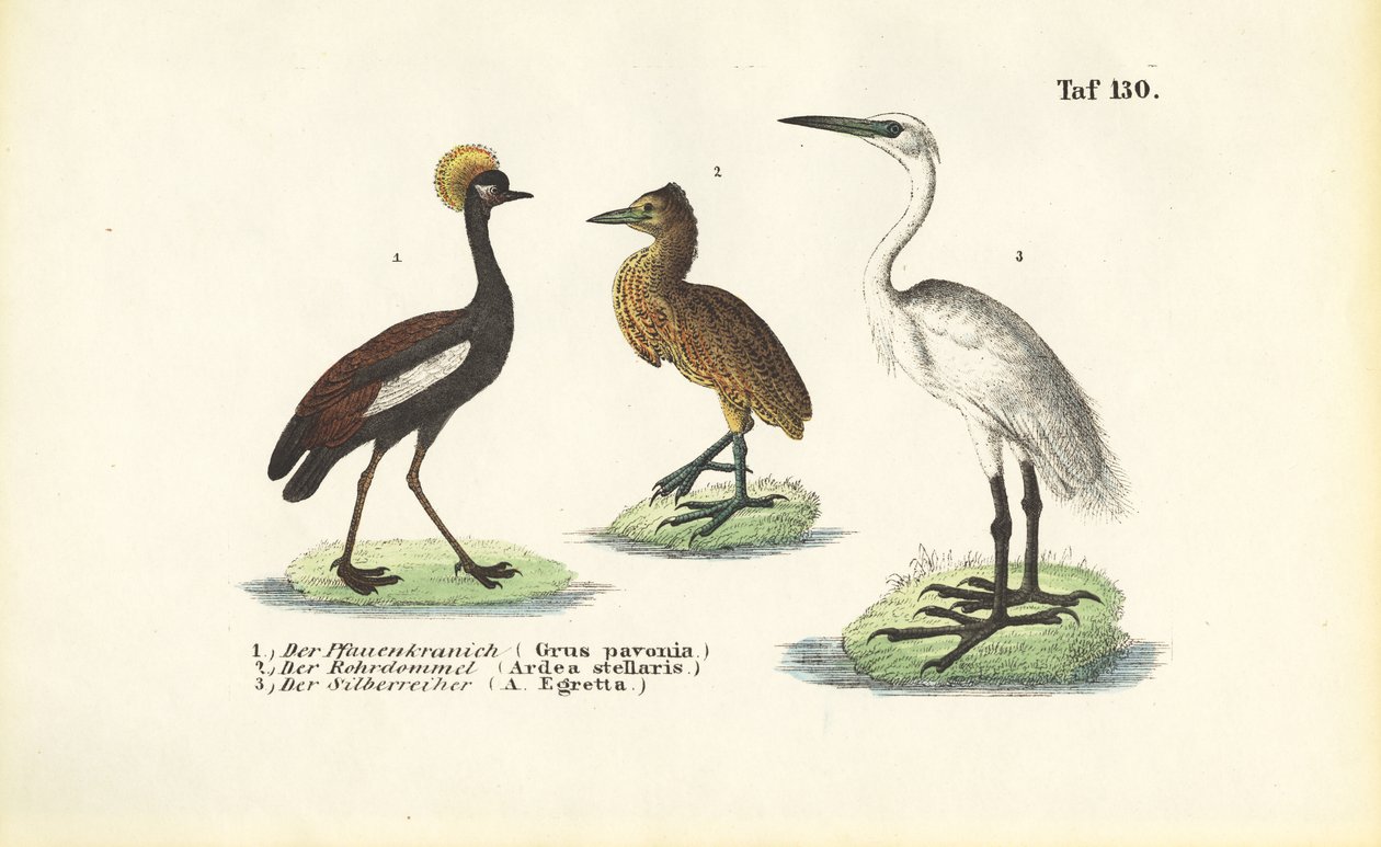 Turnalar ve Balıkçıllar by J. W. Tenhaeff