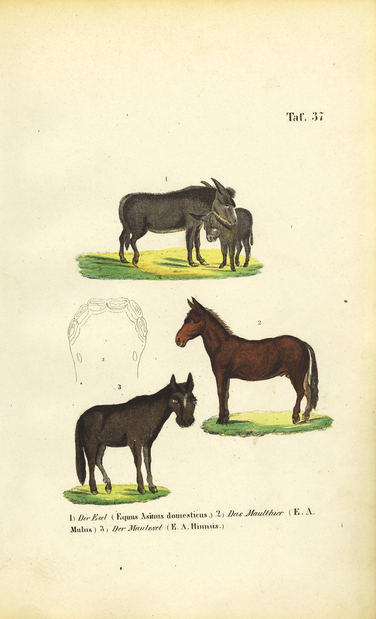  by J. W. Tenhaeff