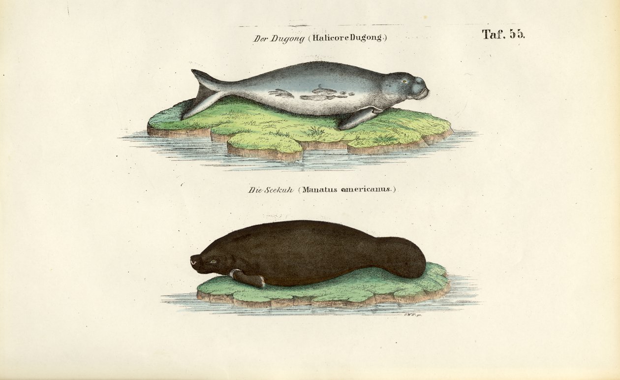 Dugong ve Manatee by J. W. Tenhaeff