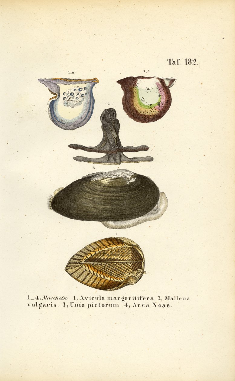  by J. W. Tenhaeff