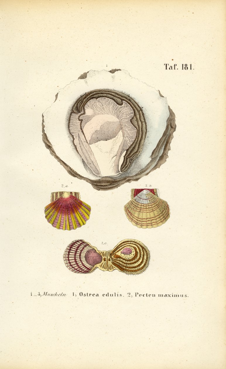 Yenilebilir İstiridye ve Deniz Tarağı by J. W. Tenhaeff
