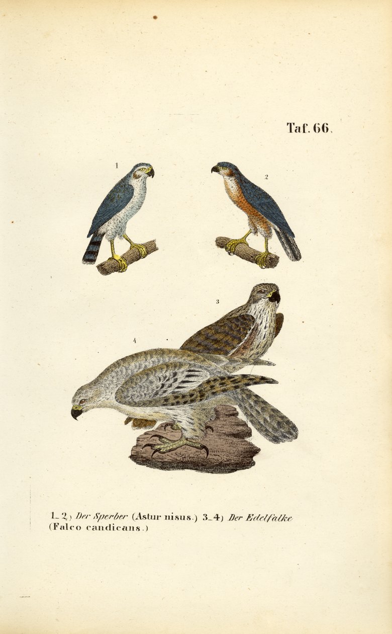 Avrasya Atmacası ve Gyrfalcon by J. W. Tenhaeff