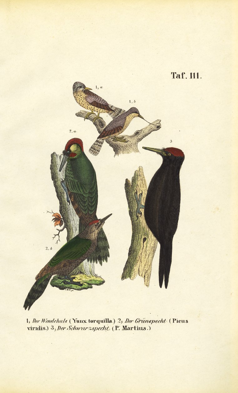 Avrasya Ağaçkakanı, Avrupa Yeşil Ağaçkakanı ve Kara Ağaçkakan by J. W. Tenhaeff