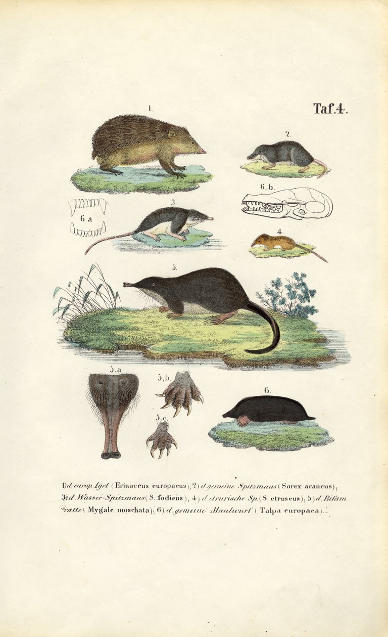  by J. W. Tenhaeff