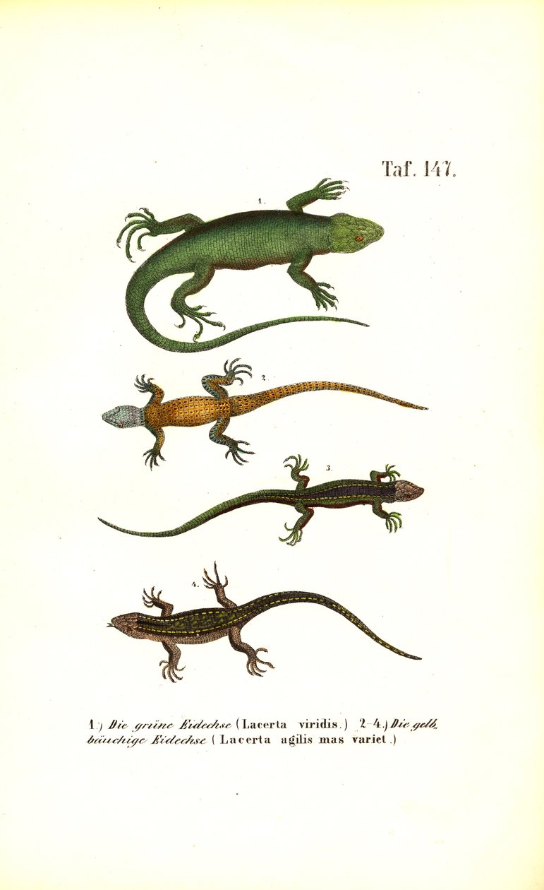 Avrupa Kertenkele Türleri by J. W. Tenhaeff
