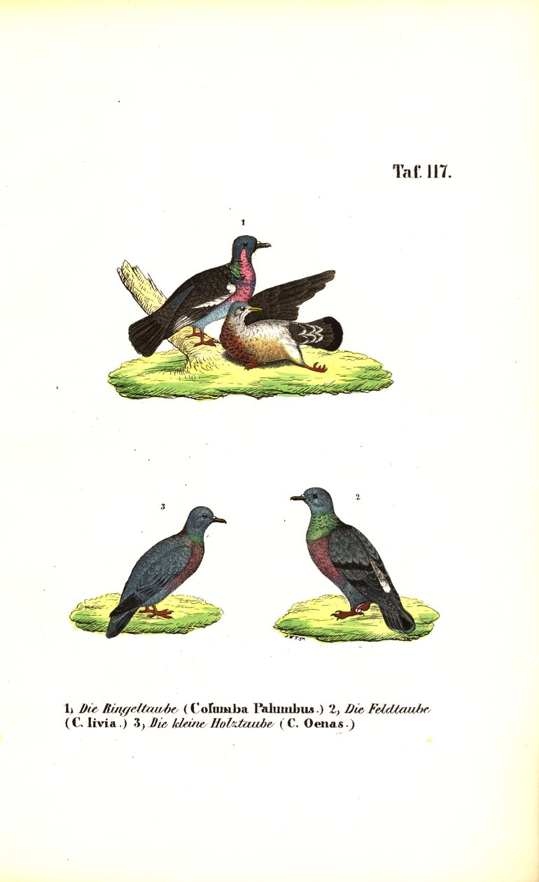 Avrupa Yabani Güvercinleri by J. W. Tenhaeff