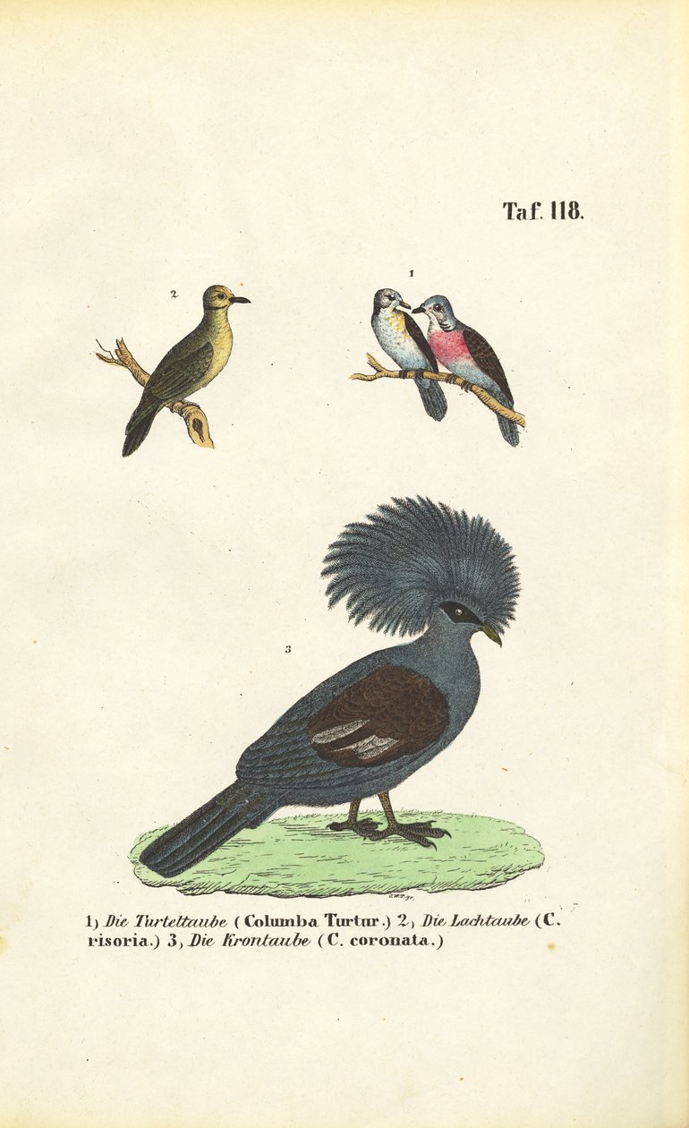 Egzotik Güvercin Türleri ve Victoria Taçlı Güvercini by J. W. Tenhaeff