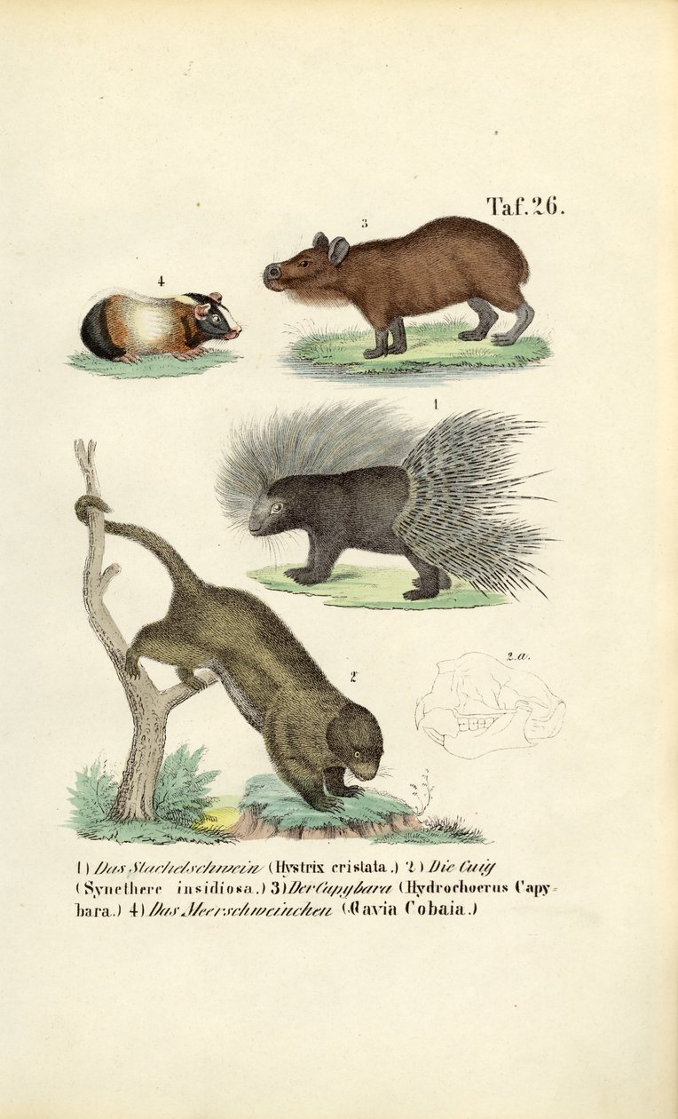 Egzotik Kemirgenler by J. W. Tenhaeff