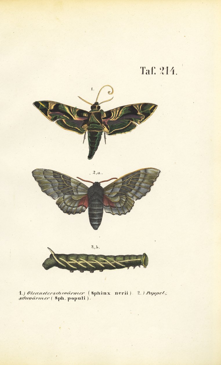 Egzotik ve yerli şahin güveleri by J. W. Tenhaeff