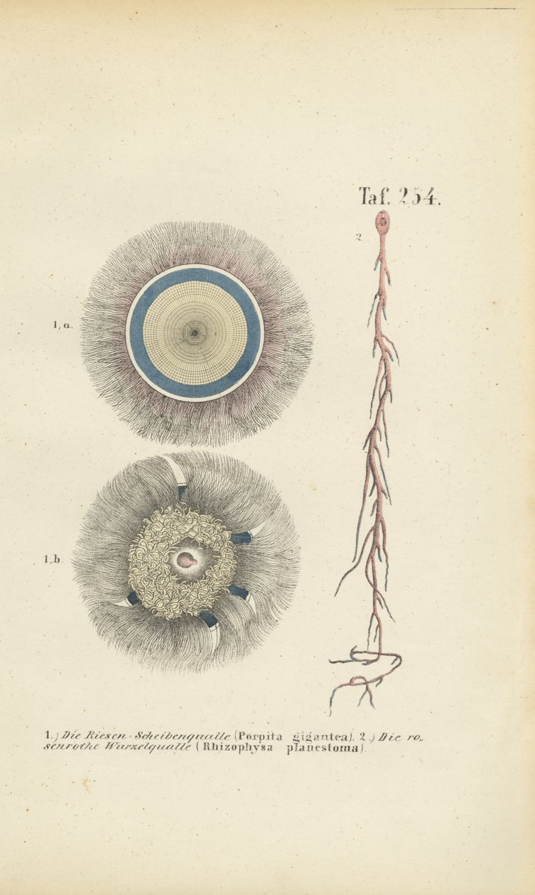  by J. W. Tenhaeff