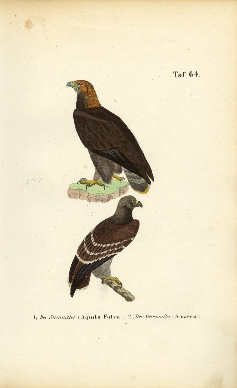 Altın Kartal ve Küçük Benekli Kartal by J. W. Tenhaeff