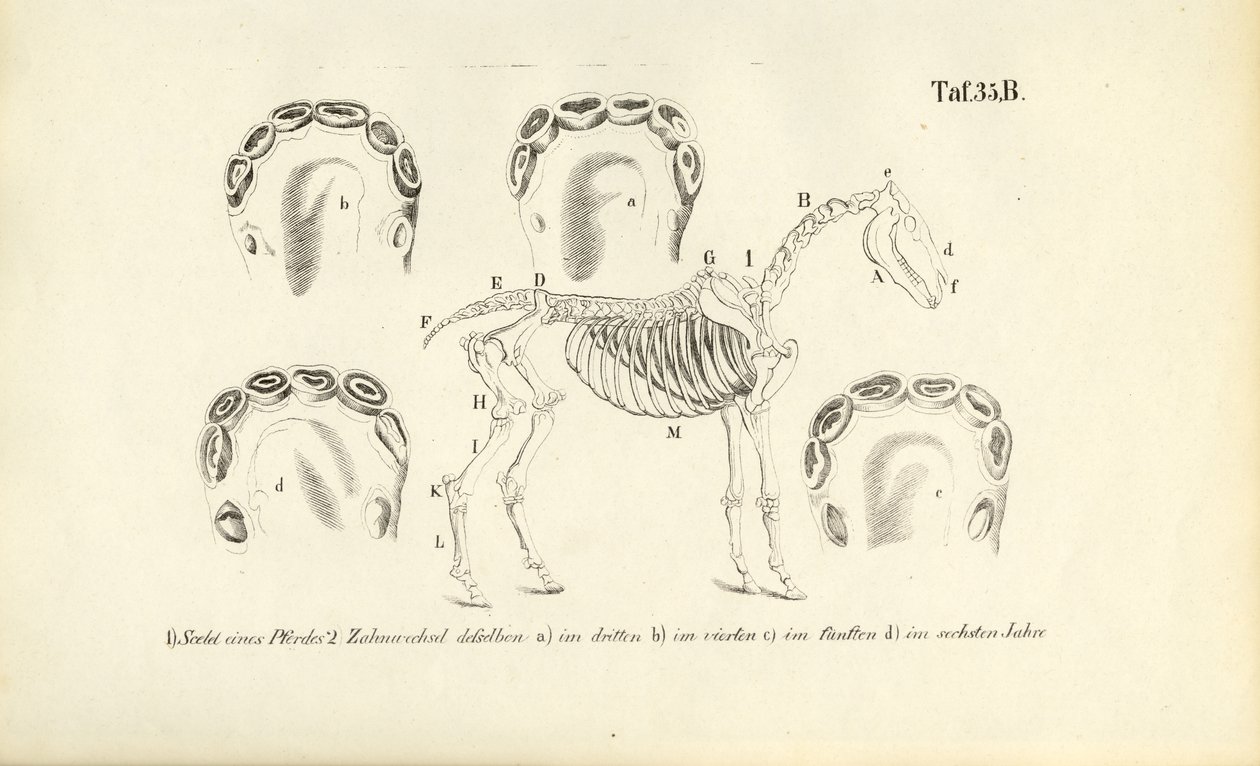 At Anatomisi: İskelet ve Diş Gelişimi by J. W. Tenhaeff