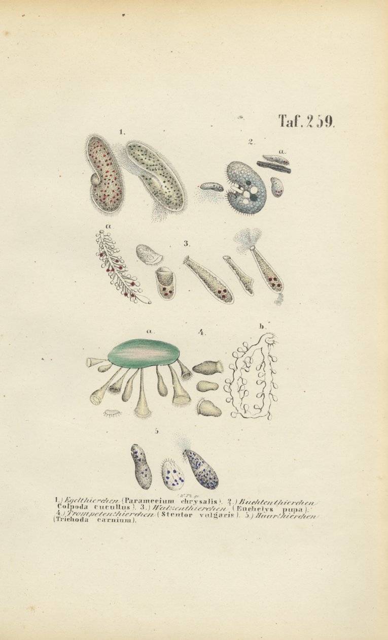 Infusoria: Paramecium, Stentor ve Diğer Siliyatlar by J. W. Tenhaeff