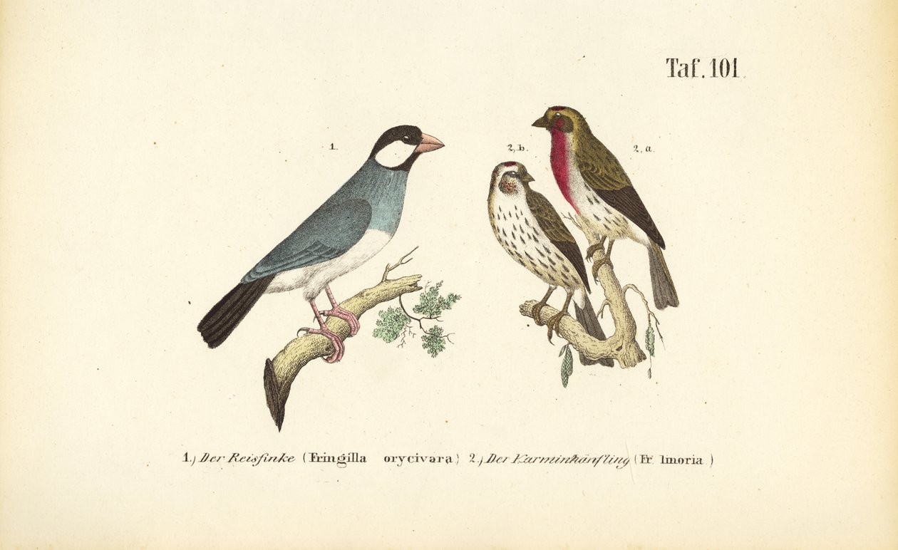 Java Serçesi ve Bayağı İspinoz by J. W. Tenhaeff