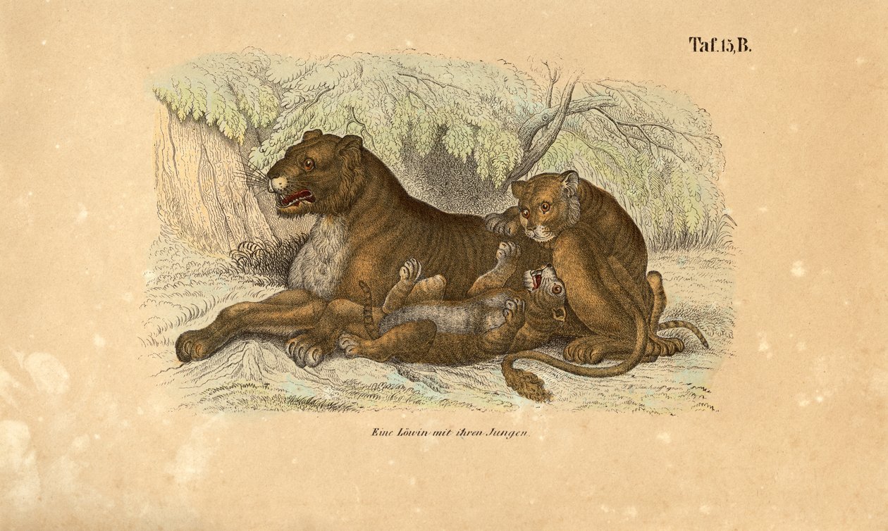  by J. W. Tenhaeff