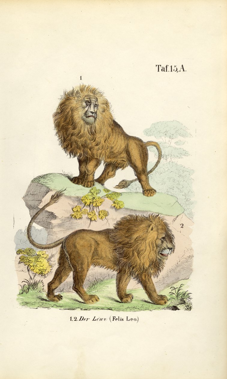 Farklı Pozisyonlarda Aslanlar by J. W. Tenhaeff