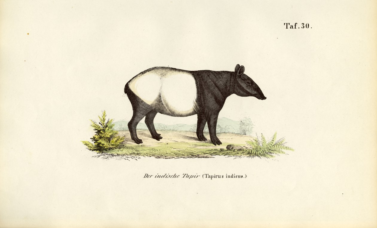 Malaya Tapiri by J. W. Tenhaeff
