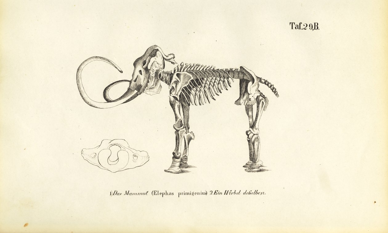 Mamut İskeleti by J. W. Tenhaeff