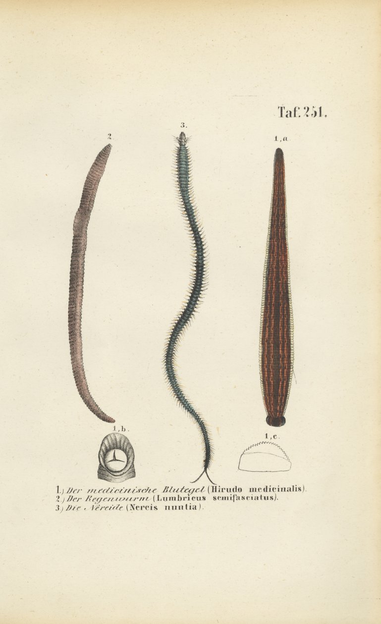  by J. W. Tenhaeff