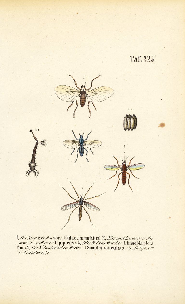Sivrisinekler ve gelişim evreleri by J. W. Tenhaeff