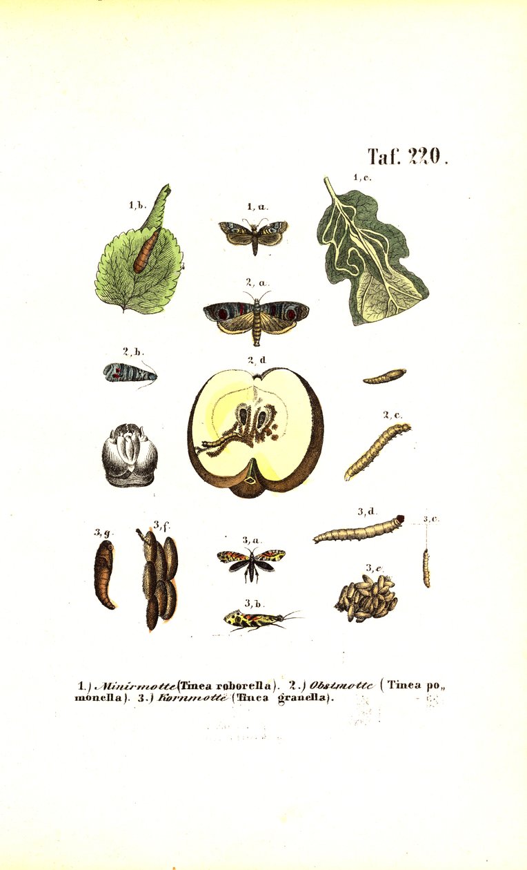 Zararlı olarak güveler ve gelişim evreleri by J. W. Tenhaeff