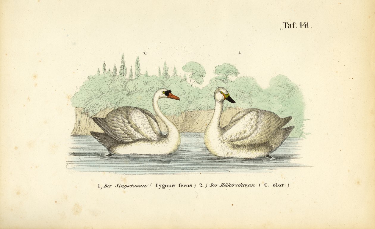 Dilsiz Kuğu ve Whooper Kuğu by J. W. Tenhaeff