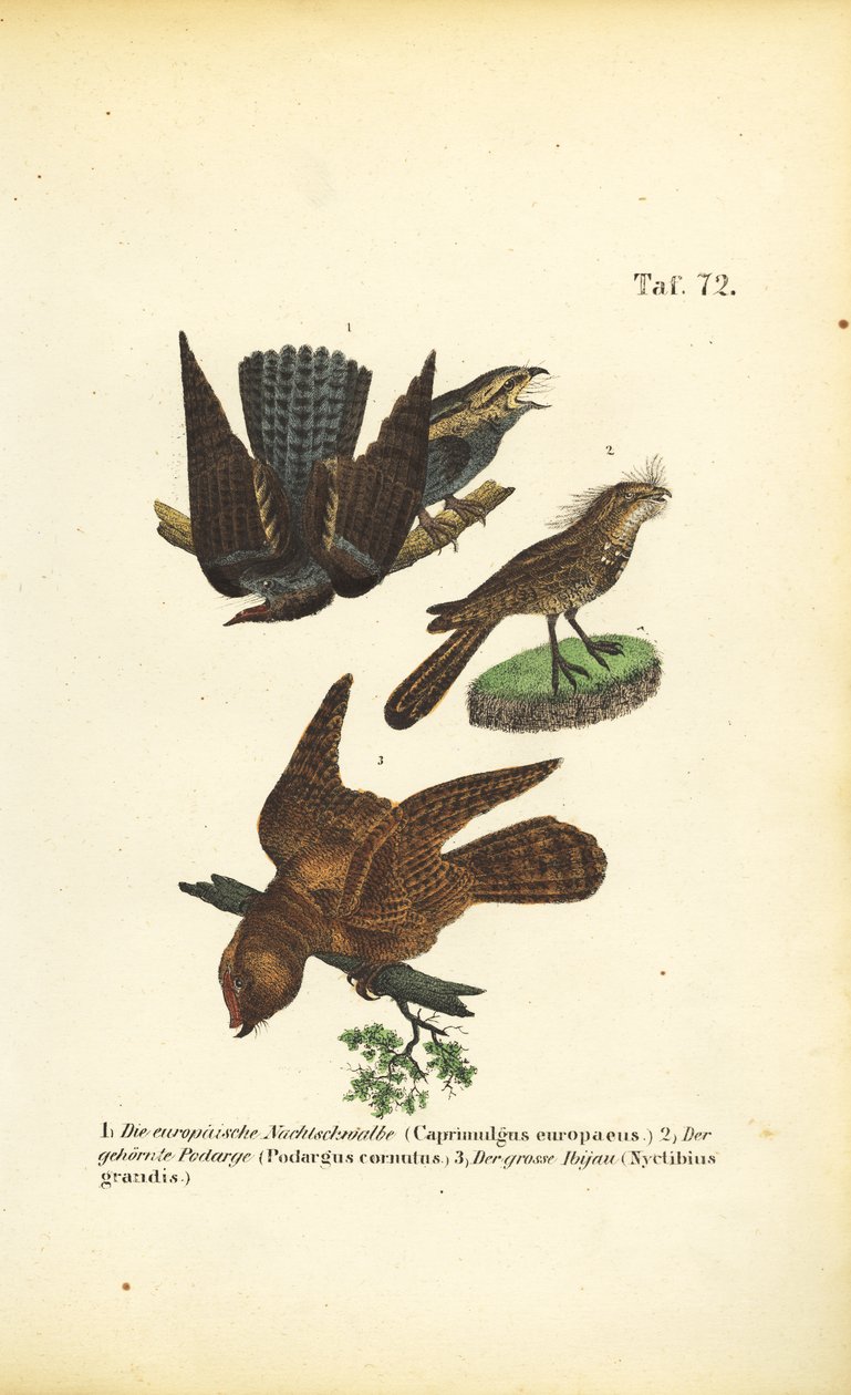 Bülbüller ve İlgili Türler by J. W. Tenhaeff