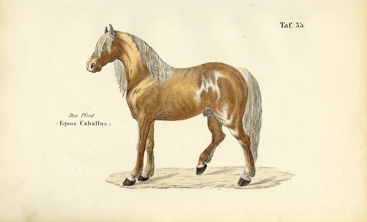 Soylu At by J. W. Tenhaeff