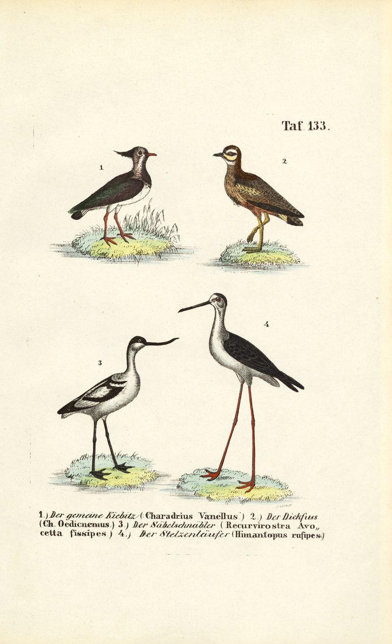Kuzey Lapwing, Stone-curlew, Pied Avocet ve Black-winged Stilt by J. W. Tenhaeff