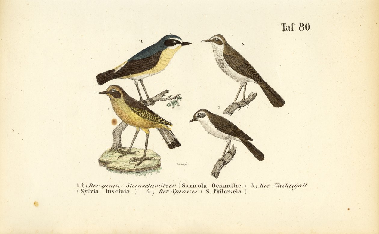 Northern Wheatear, Common Nightingale ve Thrush Nightingale by J. W. Tenhaeff