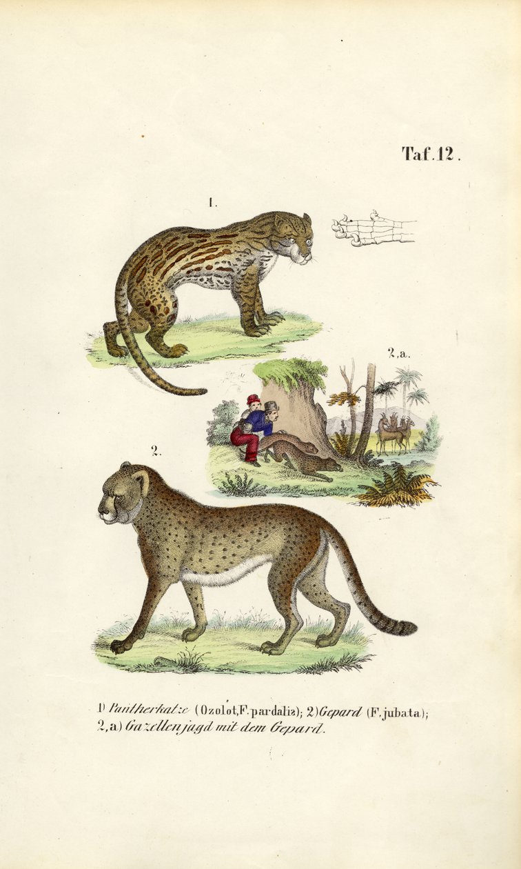 Ocelot, Çita ve Çita Avcılığı by J. W. Tenhaeff