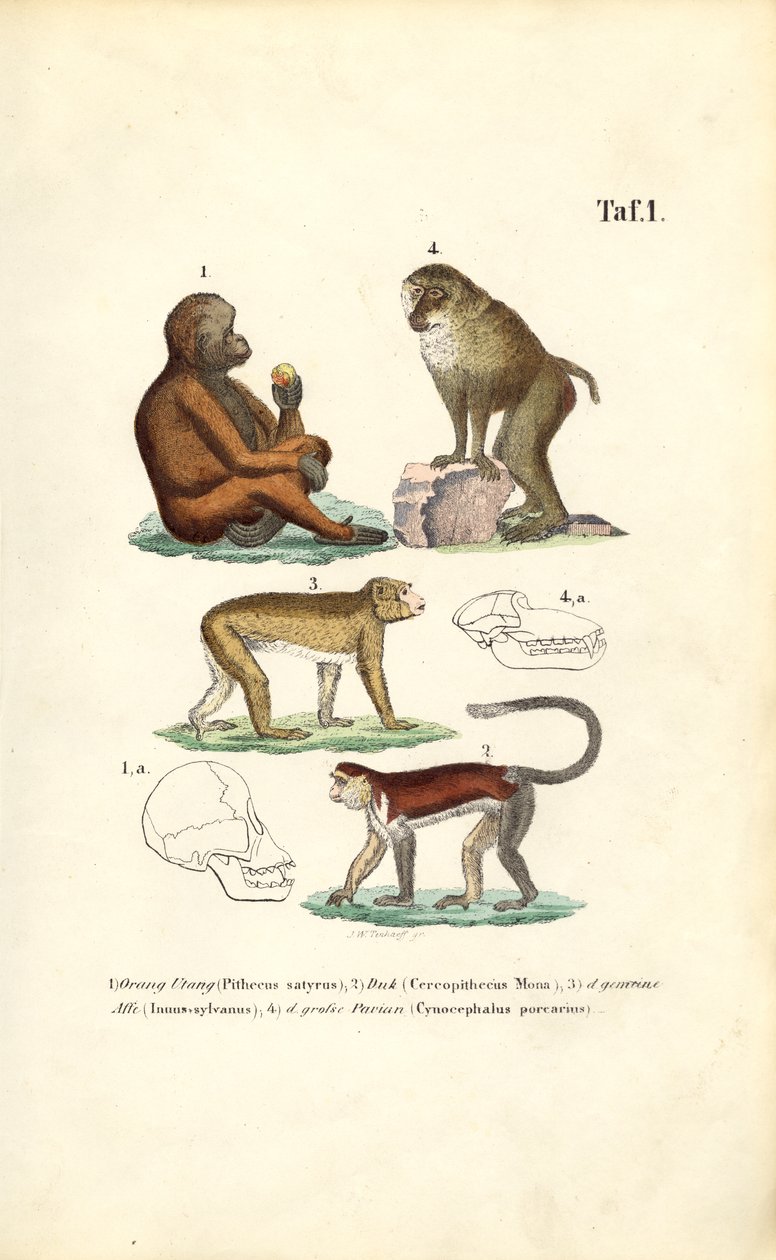 Eski Dünya Maymunları: Orangutan, Makak, Maymun ve Babun by J. W. Tenhaeff