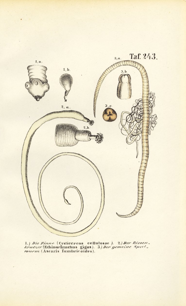  by J. W. Tenhaeff